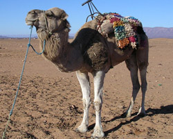 Le Moyen-Orient mise sur le burger au chameau