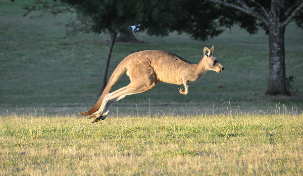 Des kangourous en embuscade pour du fast-food 