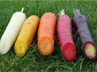 Des carottes hautes en couleur