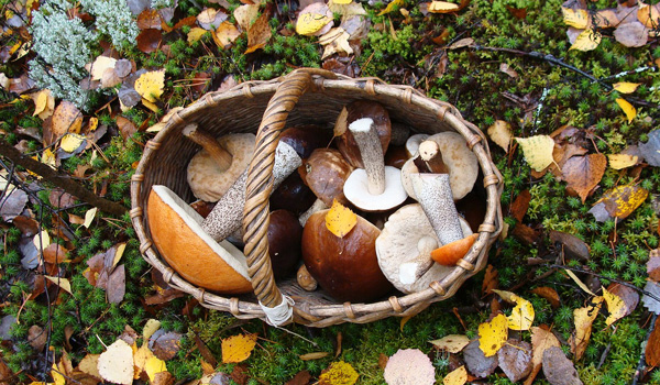 Les champignons, les trésors de la forêt