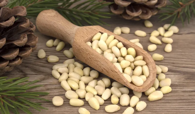 Le pignon de pin, petit mais costaud